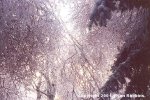 ice_storm_birch_pine.jpg