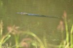 gator 2.jpg