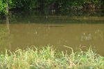 gator 4.jpg