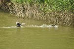 wood ducks 1.jpg