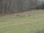 Buck and turkeys 009.jpg