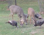 deer and turkeys.JPG