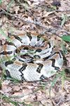 Rattlesnake Sept.jpg