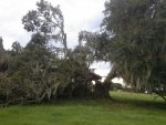 oak.jpg