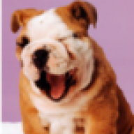 the dog