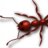 RedAnt