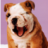 the dog